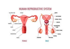 Reproduction in Humans, Structure of Male & Female reproductive (genital) system Reproduction In Humans, Fertilization Process, Human Body System, Normal Body Temperature, Female Reproductive System, Fallopian Tubes, Human Body Systems, Reproductive System, Hormone Levels