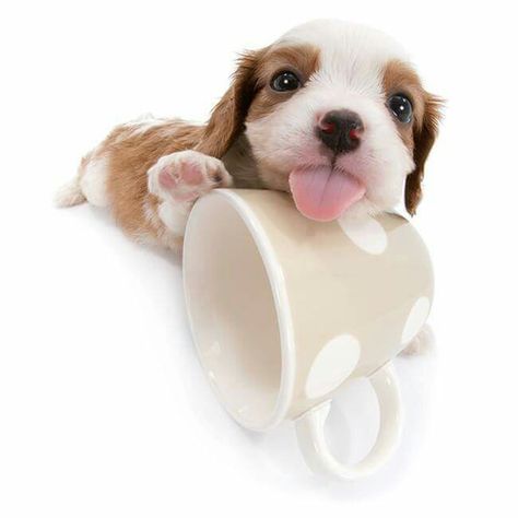 He could fit in the tea cup Silly Animal Pictures, Cute Small Animals, Dog Icon, Very Cute Dogs, Cute Dog Pictures, Silly Dogs, Silly Animals, Heart Melting, Puppy Pictures