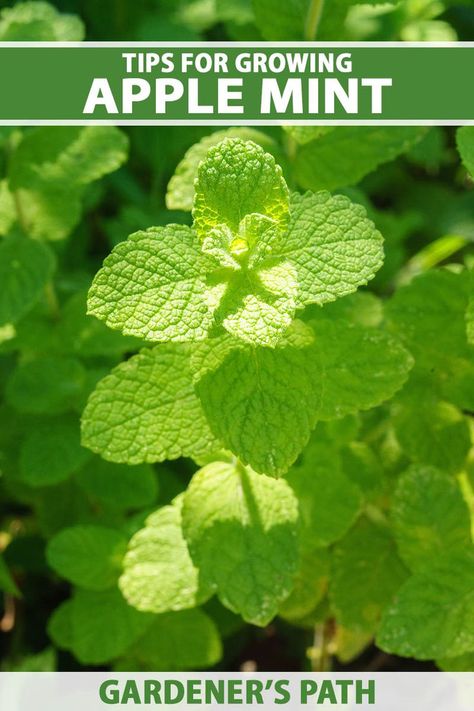 Apple mint is a staple in any herb garden. Beautiful and simple to cultivate, it rewards your efforts with savory leaves for use in many delicious dishes. It attracts pollinators, grows aggressively, and you can even opt for a variegated cultivar! Learn more now on Gardener’s Path. #applemint #growyourown #gardenerspath Apple Mint Plant, Mint Plant Care, Growing Herbs At Home, Plant Herbs, June Flowers, Mint Herb, Mint Seeds, Mint Garden, Herb Plants