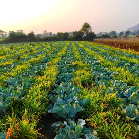 UN Food & Agriculture Org on Instagram: “Intercropping is the practice of growing two or more crops in proximity of each other, in the same field.  Intercropping helps to 🔽 . ✅…” Intercropping Garden, Agriculture Animals, Agriculture Aesthetic, Vtuber Moodboard, Crops Farm, Grass Aesthetic, Agriculture Pictures, Ecosystem Services, Growing Crops