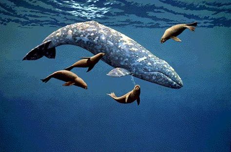 Grey Whale, Largest Whale, Whale Painting, Sea Mammal, Gray Whale, Whale Art, Arctic Ocean, Marine Mammals, Whale Shark