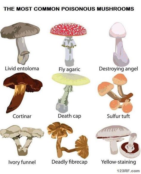 Types Of Mushrooms, Mushroom Identification, Poisonous Mushrooms, Edible Mushrooms, Poisonous Plants, Mushroom Fungi, Wild Edibles, Plant Identification, Wilderness Survival