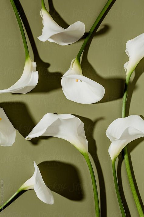 Lily Wallpaper, Calla Lily Flowers, Flower Photoshoot, Calla Lilies, Foto Art, Lily Flower, Photography Portfolio, Calla Lily, Flower Pictures