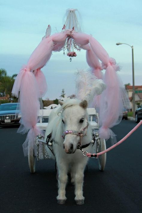 Pony pulling a princess carriage Pony Costumes Horses, Costume For Mini Horse, Horse And Carriage, Pony Carriage, Carriage With Horse, Horse With Carriage, Horse Halloween Costumes, Tiny Horses, Princess Carriage