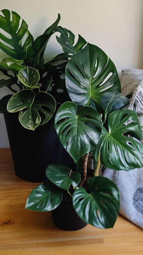 Living Room Greenery, Room Greenery, Low Light Houseplants, Spring Chalkboard Art, Plant Vibes, Big Indoor Plants, Spring Chalkboard, Plant Inspiration, Plant House