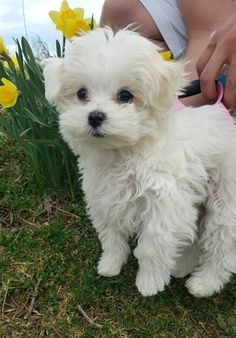 Maltese puppy #maltese puppy So adorable Puppy Maltese, Maltese Puppies, Maltese Dog, Yorkshire Terrier Puppies, Maltese Puppy, Maltese Dogs, Teacup Puppies, Sweet Dogs, Dog Pin