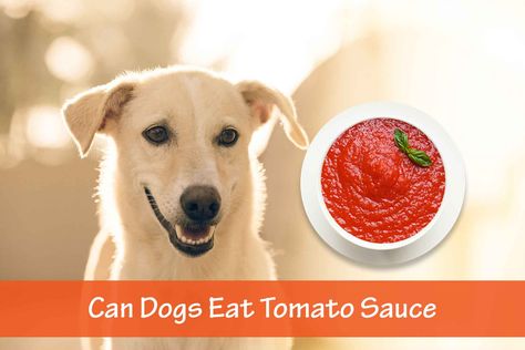 We already know that dogs can eat tomatoes. But we'd like to confirm whether dogs can eat tomato sauce or it is toxic. Let's find out...



It will amaze you t...
#food #Vegetable #Dogs Can Dogs Eat Tomatoes, Can Dogs Eat Bananas, Chives Plant, Eating Alone, Banana Peel, Dog Allergies, Best Dog Food, Canned Tomato Sauce, Ripe Tomatoes