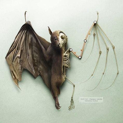 Bat taxidermy. Bat Anatomy, Bat Illustration, Bat Skeleton, Animal Skeletons, Fruit Bat, Taxidermy Art, London Poster, Live Animals, Animal Bones