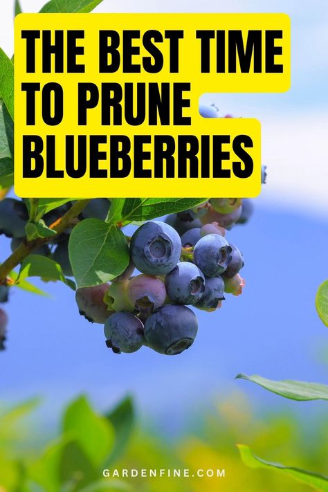 Save this pin to discover the best time to prune blueberries for optimal growth and fruit production! Learn expert tips and techniques to ensure your blueberry bushes thrive. #BlueberryGardening #SummerPruningTips #GardeningAdvice When To Trim Blueberry Bushes, How To Prune Blueberry Bushes, When To Prune Blueberry Bushes, Pruning Blueberries, Blueberry Bush Care, Growing Blueberries Bushes, Tennessee Gardening, Pruning Blueberry Bushes, Blueberry Fertilizer