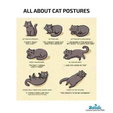 Your kitty is feeling curious and playful, so this gesture can often be spotted while they're checking out a new toy! Straight and upright: Something got your cat's attention, that's for sure. Cats have super-powered hearing, and when their ears are straight and up, it means something alerted them How To Have A Straight Posture, Cat Ears Meaning, Straight Posture, Cat Language, New Toy, All About Cats, New Toys, Cat Ears, Meant To Be