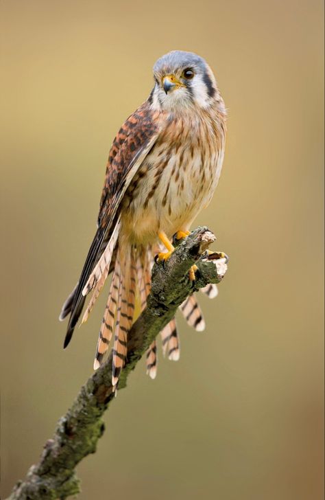 The common kestrel is a small falcon widespread in Europe, Asia, and Africa. It ccasionally reaches the east coast of North America. Kestrel Bird Uk, Dnd Backstory, Uldren Sov, Kestrel Bird, European Wildlife, Common Kestrel, Birds In Watercolor, Arty Ideas, Birds Beautiful