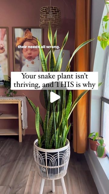 Snake Plant Drooping Leaves, Hydrophobic Soil, Snake Plant Soil, Snake Plant Decor, Snake Plant Indoor, Water Plants Indoor, When It Rains It Pours, Snake Plant Care, Plant Bud