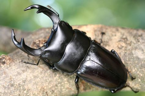 Rhino Beetle, Fish Rocks, Beautiful Insects, Bug Collection, Bugs Life, Bees And Wasps, Insect Collection, Cool Bugs, Stag Beetle