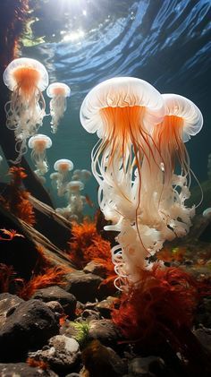 Ocean Sea Life, Beautiful Sea Creatures Ocean Life, Under The Sea Photography, Sea Creatures Illustration, Pictures Of Sea Creatures, Pretty Jellyfish, Alien Beauty, Sealife Art, Ocean Life Photography