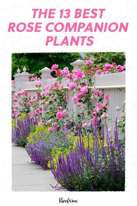 Companion Plants For Roses, Rose Companion Plants, Best Companion Plants, Rose Garden Landscape, Landscaping With Roses, Tattoo Plant, Rose Garden Design, Companion Plants, Front Yard Garden Design