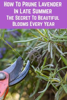 Phenomenal Lavender Plants, Lavender Pruning, Lavender Plant Care, How To Propagate Lavender, Pruning Plants, Ideas Terraza, Aesthetic Gardening, Gardener Aesthetic, Wallpaper Garden