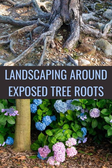 Bottom Of Hill Landscaping, Tree Ring Garden Ideas, Landscape Ideas Around Large Trees, Landscaping Under Trees Backyards, Between Trees Ideas, Flowerbed Around Tree Front Yards, Landscaping Around A Large Tree, Landscaping For Large Yards, Plants Around Trees Front Yards