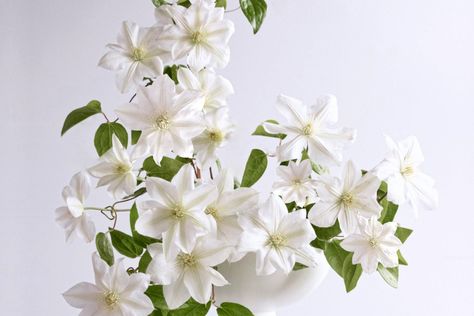 Marginpar’s Sneak Preview Shows the Wonderful Clematis Amazing Sevilla - Thursd Diy Flower Ideas, Flowers By Season, Flowers By Color, White Clematis, Stem Flowers, Long Stem Flowers, Greenery Arrangements, Floral Art Design, Flower School