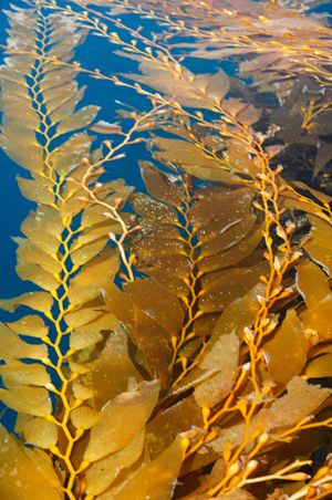 Brown Algae, Underwater Plants, Marine Algae, Kelp Forest, Sea Plants, Underwater Life, Sea Art, Brown Colour, General Information