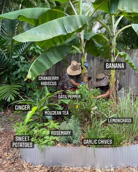 Tropical Veggie Garden, Tropical Vegetable Garden, Tropical Food Garden, Florida Gardening Vegetable, Tropical Permaculture Design, Plant Guilds, Tropical Food Forest, Permaculture Florida, Backyard Food Forest