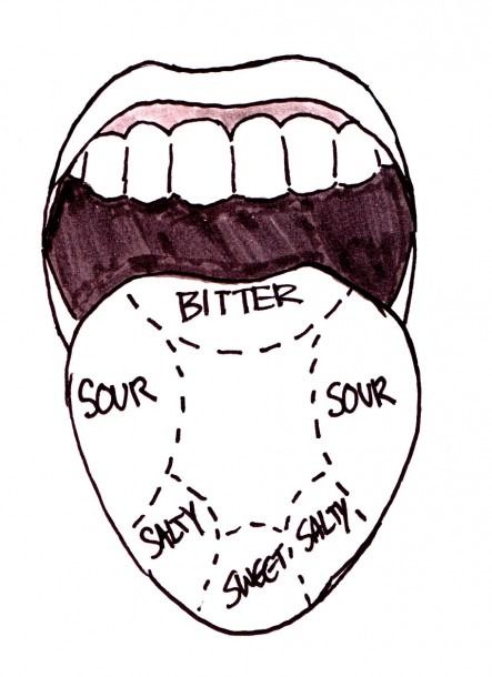 Taste Buds On Tongue Diagram Tongue Diagram, Tongue Taste Buds, Mouth Anatomy, Dental Health Preschool, Dental Health Activities, Clinical Chemistry, Parent Teacher Meeting, Party Dip Recipes, Summer Science