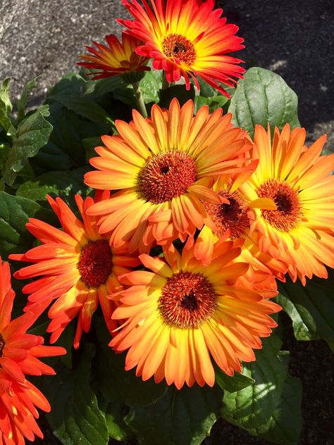 Hsc Art, Orange Daisies, Orange Daisy, Gerber Daisies, Gerbera Daisy, Magical Girl, Wedding Colors, Daisy, Wedding Ideas