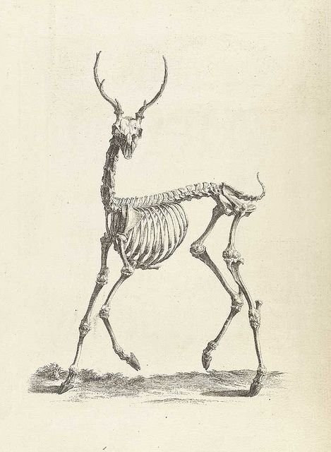 Scientific Illustration | pi-e: William Cheselden’s Osteographia (1733)-Tattoo Inspiration Deer Skeleton, 16 Tattoo, Tier Tattoo, Animal Skeletons, Animal Study, Skeleton Print, Animal Bones, Scientific Illustration, Anatomy Drawing