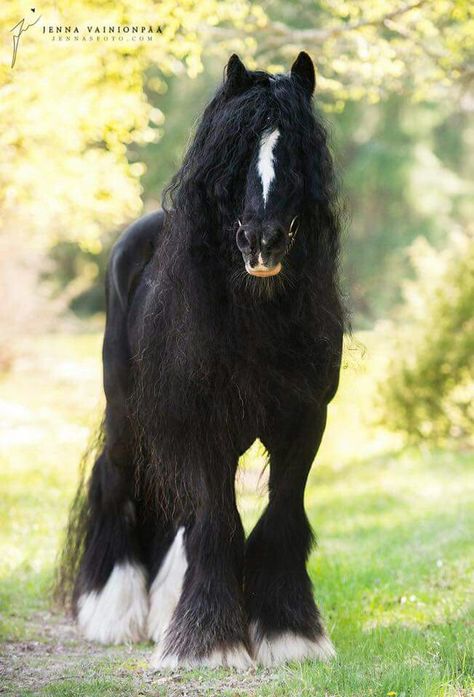 Clidsdail Horse, Horse Hair Styles, Clysdale Horse, Clysdale Horses, Draft Horse Breeds, Percheron Horses, Beautiful Horses Photography, Clydesdale Horses, Big Horses