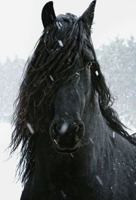 #horselover Friesian Horse Photography, Horse Spirit, Horses In Snow, Friesian Stallion, Friesian Horses, Regnul Animal, Winter Horse, Big Horses, Horse Videos