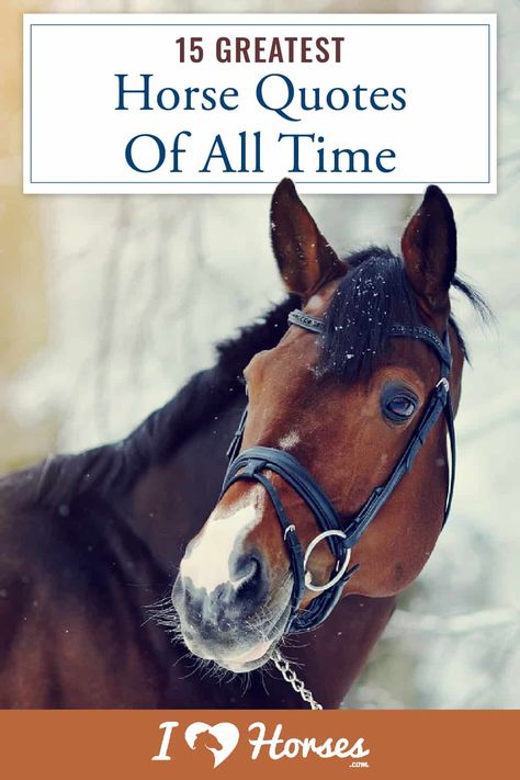 15 Greatest Horse Quotes Of All Time Equestrian Quotes Inspirational, Horse Show Quotes, Quotes About Horses, Horse Love Quotes, Equestrian Humor, Horse Poems, Equine Quotes, Horse Memes, Horse Quotes Funny