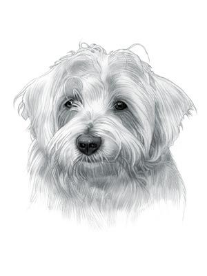 Coton De Tulear Dog Coton De Tulear Tattoo, Coton De Tulear Drawing, Dog Sketching, Westie Dogs Drawing, Coton De Tulear Short Haircut, Coton Du Tulear, West Highland White Terrier Drawing, Coton De Tulear Dogs, Dog Drawing Simple