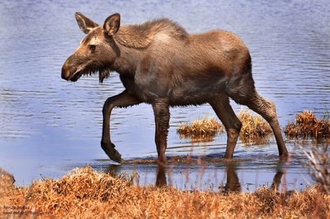 Moose Full Body Side Profile, Body Side Profile, Inspiration Artwork, Alice Angel, Human Reference, Inspirational Artwork, Side Profile, Reference Photos, Art References