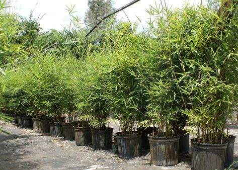 Golden Goddess | Bambusa Multiplex | Palmco - Wholesale Bamboo, Florida Golden Goddess Bamboo, Non Invasive Bamboo, Bamboo Hedge, Clumping Bamboo, Golden Goddess, Patio Plants, Drought Tolerant, Container Plants, Small Garden