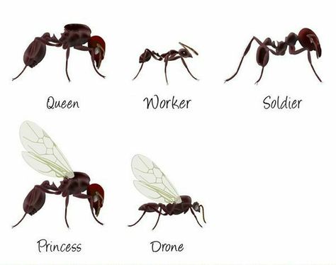 Queen Ant, Ant Colony, Ant Farms, Fire Ants, Bees And Wasps, A Bug's Life, Cool Monsters, Insect Art, Animal Facts