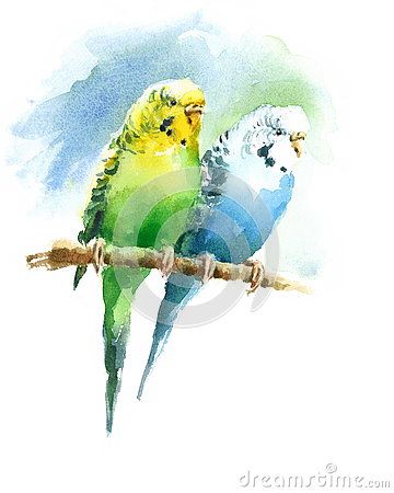 Parakeet Watercolor Painting, Budgie Watercolor, Parakeet Watercolor, Watercolor Indian, Parakeet Bird, Budgies Bird, Bird Watercolor Paintings, Exotic Bird, Loose Watercolor