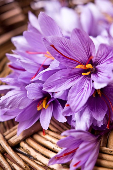 Saffron Plant, Saffron Benefits, Saffron Crocus, Saffron Flower, Crocus Flower, Autumn Garden, Flowers Nature, Fall Harvest, Amazing Flowers