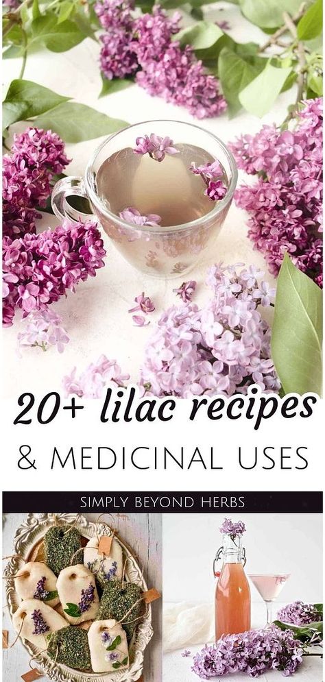 Unleash the culinary potential of lilacs with our collection of 20+ Lilac Recipes, showcasing Lilac Recipes & Lilac Medicinal Uses. From aromatic lilac syrup to delicate jellies, and infused baked goods, these recipes highlight the edible and aromatic wonders of lilac blossoms. Perfect for springtime cooking and experimenting with healing flowers. Dive deeper into herb recipes and spring meals at simplybeyondherbs.com Lilac Recipes, Homegrown Recipes, Allotment Recipes, Rose Oil For Skin, Lilac Syrup, Plant Remedies, Floral Recipes, Medicinal Herbs Remedies, Tinctures Recipes