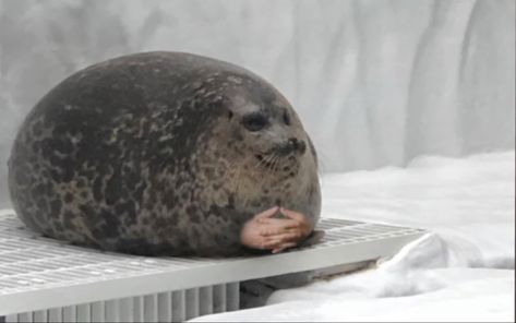 Seal Meme, Silly Seal, Funny Seals, Fat Animals, Cute Seals, Baby Seal, Reaction Pic, For Stickers, Silly Animals