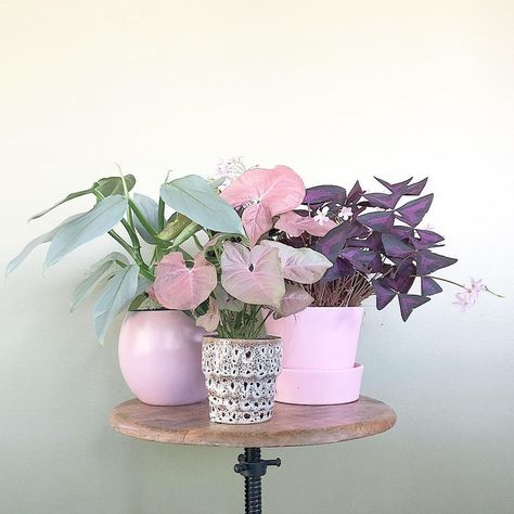 Pink Bedroom Plants, Pink Room Plants, Pink Leaf Plant, Plant With Pink And Green Leaves, Pastel Plants, Pink And Green Plants Houseplant, Watch With Glittering Eyes, Pinterest Plant, Pink Plants