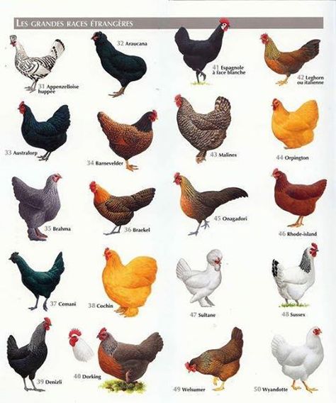 Best Chicken Breeds: 12 Types of Hens that Lay Lots of Eggs भारतीय इतिहास, Types Of Chickens, Keeping Chickens, Building A Chicken Coop, Backyard Chicken Coops, Lambada, Chickens And Roosters, Chicken Diy, Backyard Farming