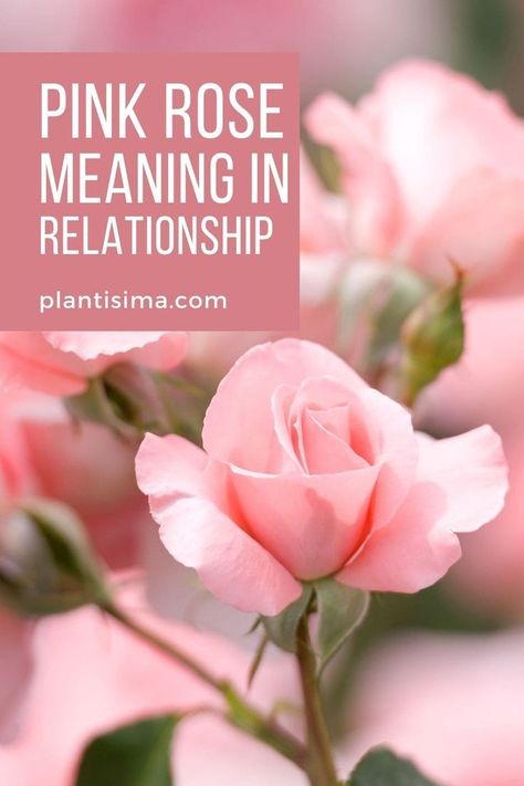 Learn all about pink rose meaning in relationship. We bring the hidden language of pink roses, history, and their meaning when combined with other roses. Pink Rose Meaning, Hidden Language, Rose Meaning, Rose Tattoo Meaning, Pink Rose Tattoos, Winning Quotes, Red Meaning, Rose Quotes, Pink Tattoo