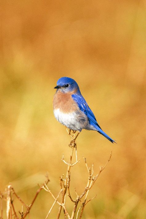 A male eastern bluebird in the morning light. This photo was taken in the Cleveland, Ohio Metroparks, using slide film and a Pentax 35mm camera attached to a medium-format 645 lens. It is printed and signed in the studio by the award-winning artist John Harmon, making this an original print. This is significant because unsigned or digitally signed prints are reproductions, not originals, and will not increase in value. This is an original print printed and signed by the award-winning artist John Bird Reference Photos, Chickadee Art, Birds Photography Nature, Eastern Bluebird, Different Kinds Of Art, Golden Background, Interesting Animals, 35mm Camera, Blue Birds