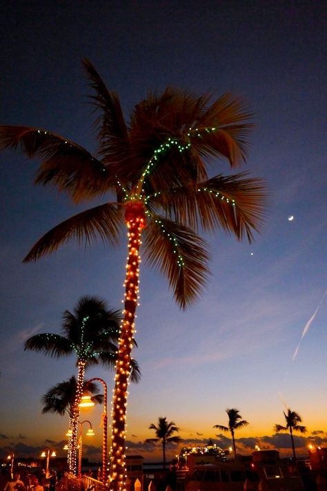 Palm Tree Christmas Lights, Key West Christmas, Beachy Christmas Tree, Palm Tree Lights, Christmas Stairs Decorations, Christmas Lights Wallpaper, Christmas Palm Tree, Christmas Stairs, Hanging Christmas Lights