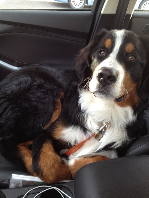 Bernese Mountain Dog Service Dog, Burmese Mountain Dogs, Bernese Dog, Bernese Mountain Dog Puppy, Cute Doggos, Bernese Mountain Dogs, Really Cute Dogs, Best Dog Breeds, Dream Dog