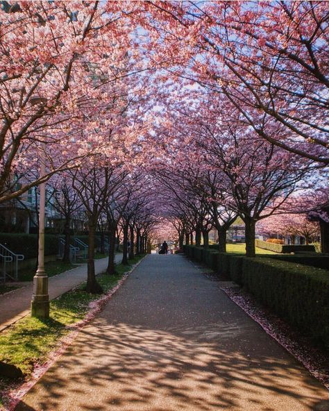 Cherry Jam, Spring Sunshine, City Vibe, Spring Nature, Spring Is Here, Sunshine Coast, Spring Day, Perfect Day, Cherry Blossoms