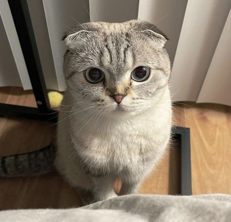 White Scottish Fold, Gray Scottish Fold Cat, British Shorthair Cats White, Scottish Short Haired Cat, Scottish Fold Cat Grey, Cat Behavior Facts, Most Popular Cat Breeds, Popular Cat Breeds, Short Hair Cats