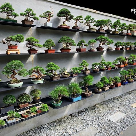 JIA_BONSAI_Singapore on Instagram: “Loving our new display... JIA Bonsai Singapore.  Chat with us on WhatsApp : https://wa.me/6596655477  #bonsai #bonsais #bonsaitree…” Seal Clipart, Buy Bonsai Tree, Bonsai Display, Bonsai Nursery, Bonsai Tree Types, Bonsai Tree Care, Bonsai Techniques, Mame Bonsai, Mini Bonsai