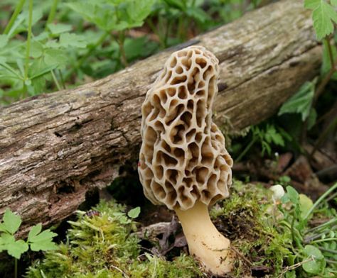 Moral Mushrooms, Morel Mushroom Hunting, Morel Mushrooms, Garden Mushrooms, Morel Mushroom, Mushroom Hunting, Edible Mushrooms, Mushroom Fungi, Wild Edibles