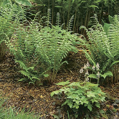 Polystichum acrostichoides (Christmas fern) - Fine Gardening Plant Guide Christmas Ferns, Polystichum Acrostichoides, Christmas Fern, Shade Gardening, Plant Guide, Fine Gardening, Stone House, Pine Trees, Shade Garden