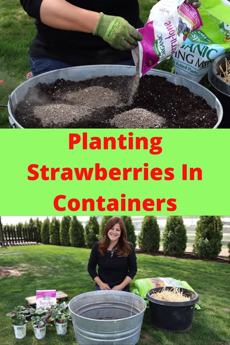 Strawberries In Pots Container Gardening, Strawberry In Pots How To Grow, How To Grow Sweet Strawberries, Strawberry In Pots, Growing Strawberry Plants In A Pot, Strawberry Plants In Pots, Strawberries In Containers Growing, Strawberry Planting Ideas Diy Projects, Strawberries Growing Containers